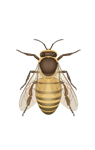 Adozione Ape Operaia